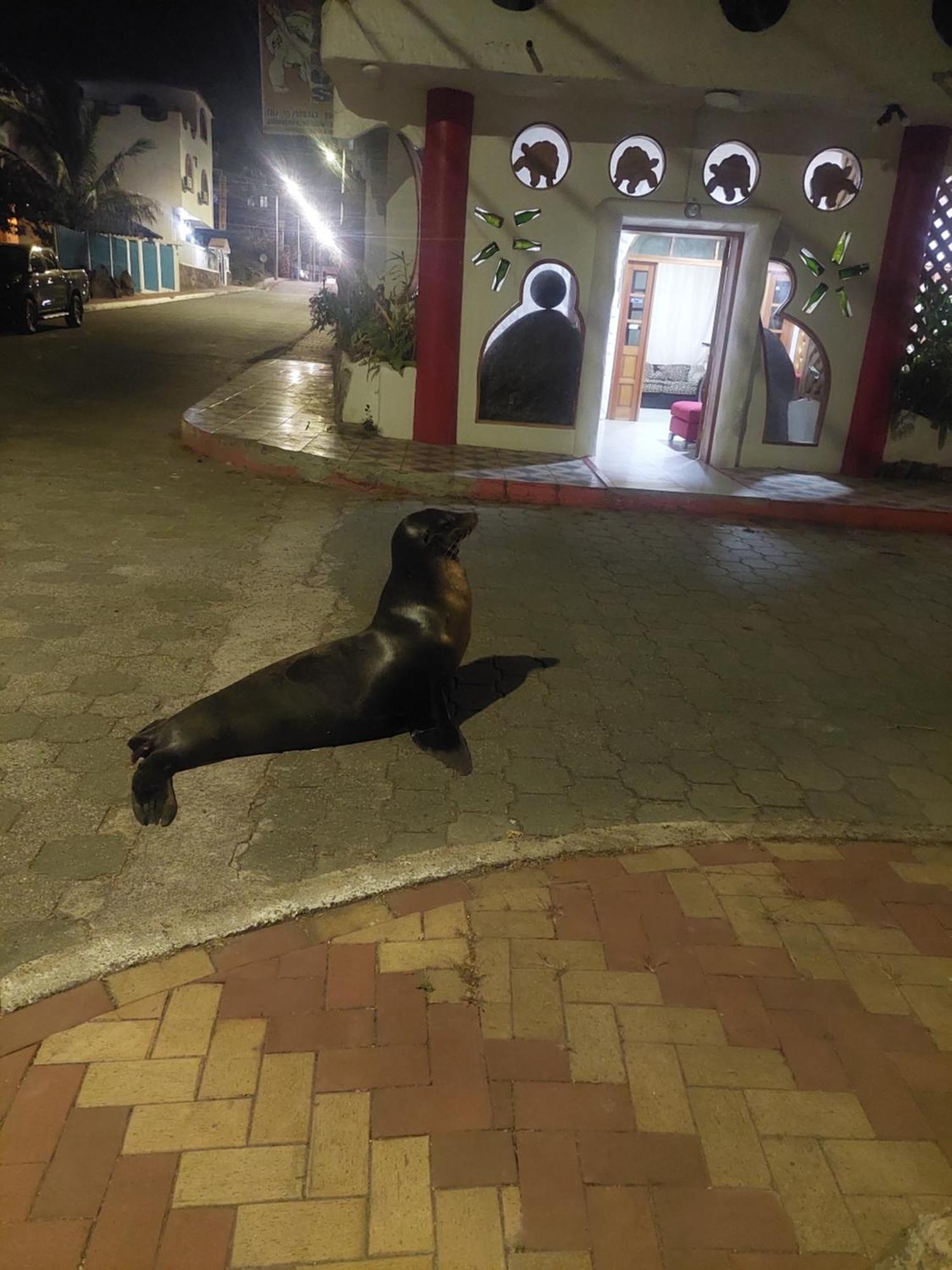 Royal Galapagos Inn ปูแอร์โต บาเกริโซ โมเรโน ภายนอก รูปภาพ